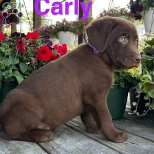 Carly, Chocolate Labrador Retriever Puppy